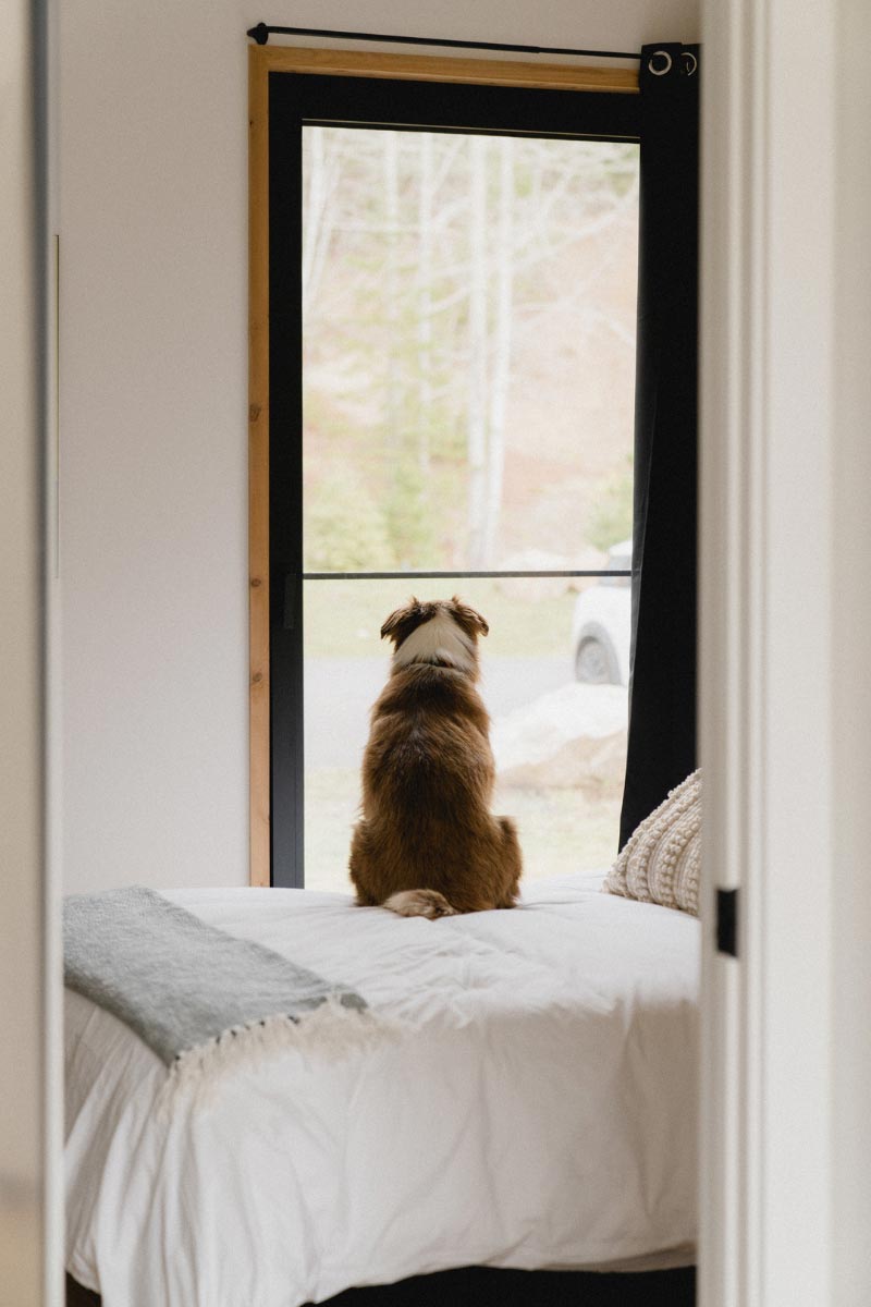 Pet Friendly Rentals